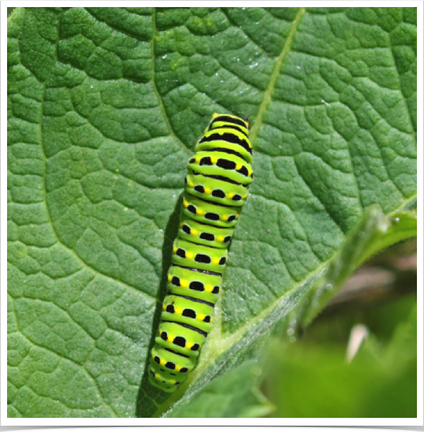 Anise Swallowtail caterpillar